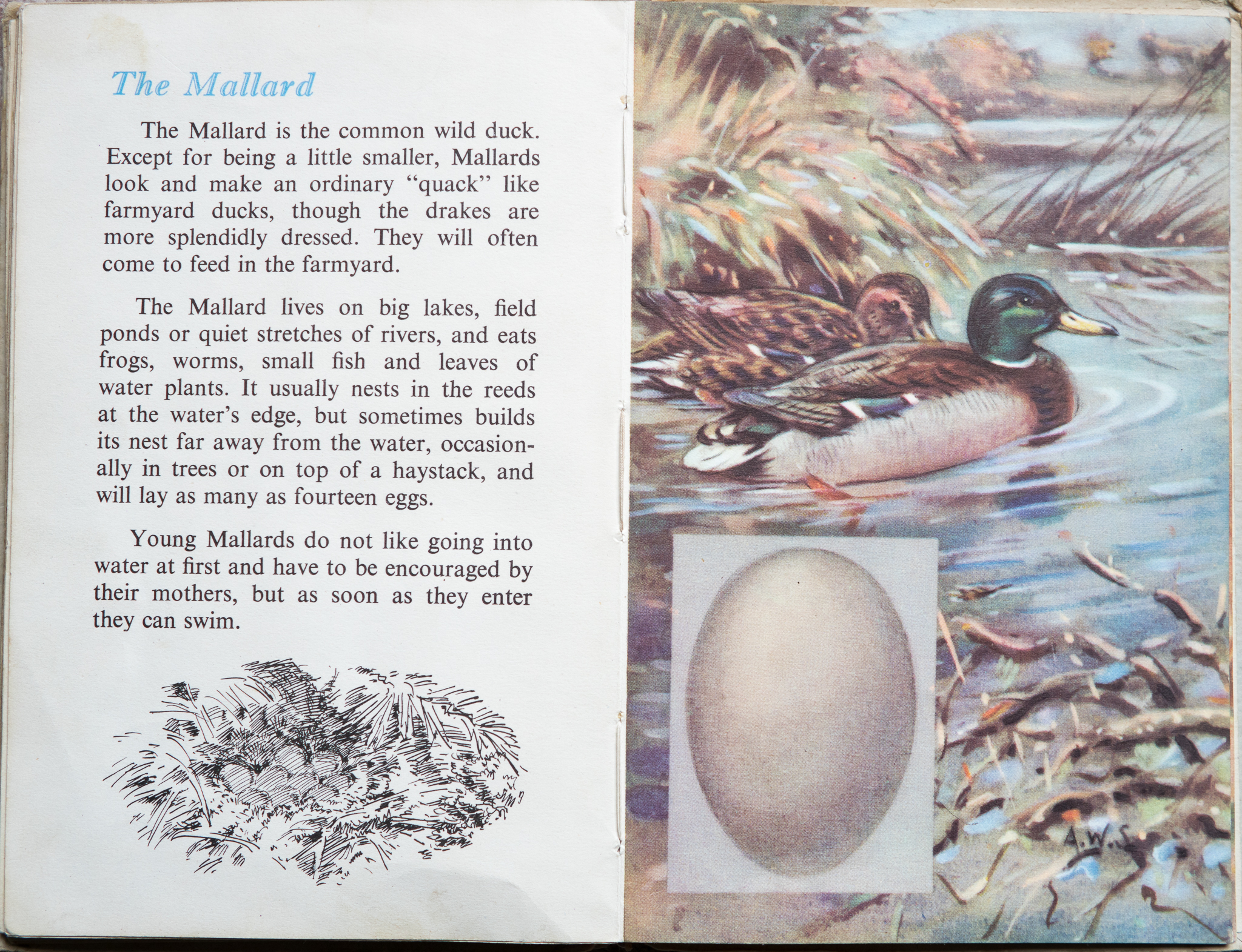 The Second Ladybird Book of British Birds - The Mallard