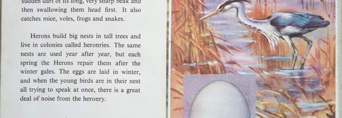 The Second Ladybird Book of British Birds - The Heron