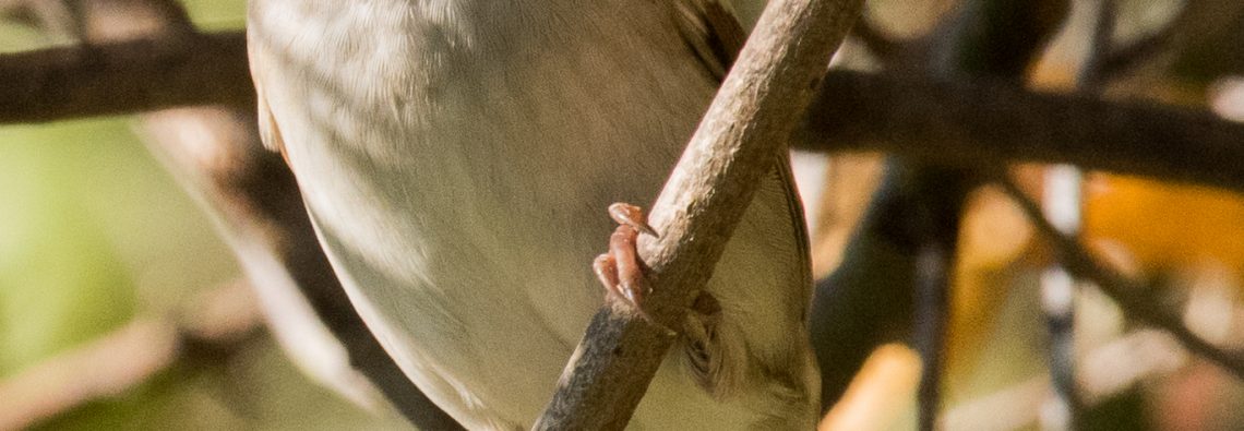 Tree Sparrow - The Hall of Einar - photograph (c) David Bailey (not the)