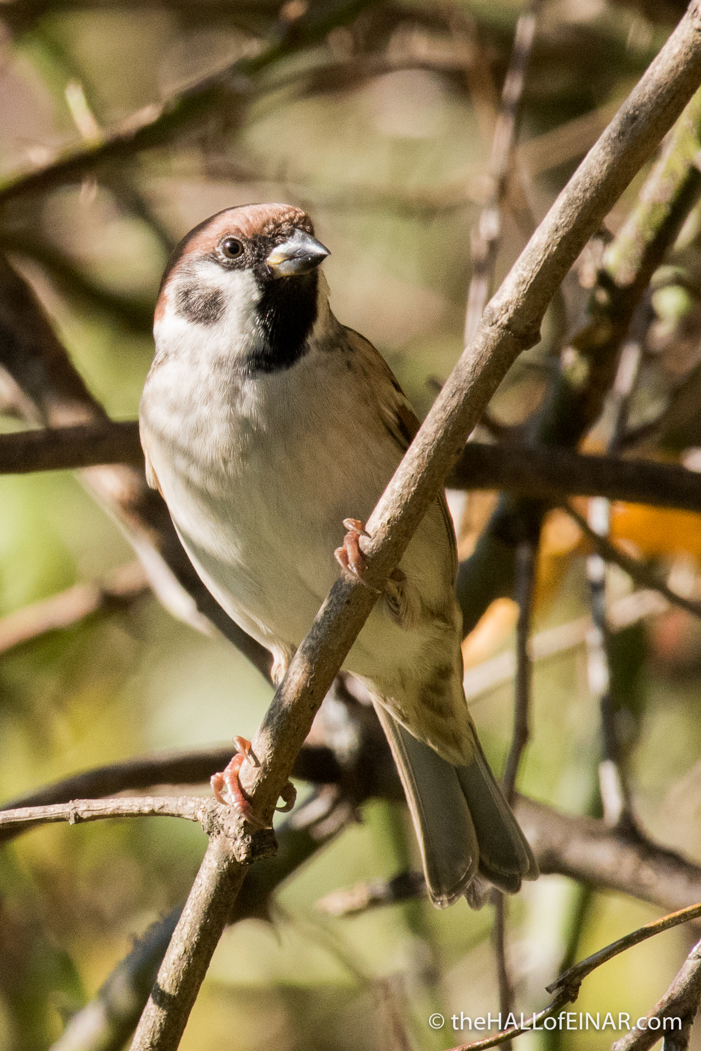 Tree Sparrow - The Hall of Einar - photograph (c) David Bailey (not the)
