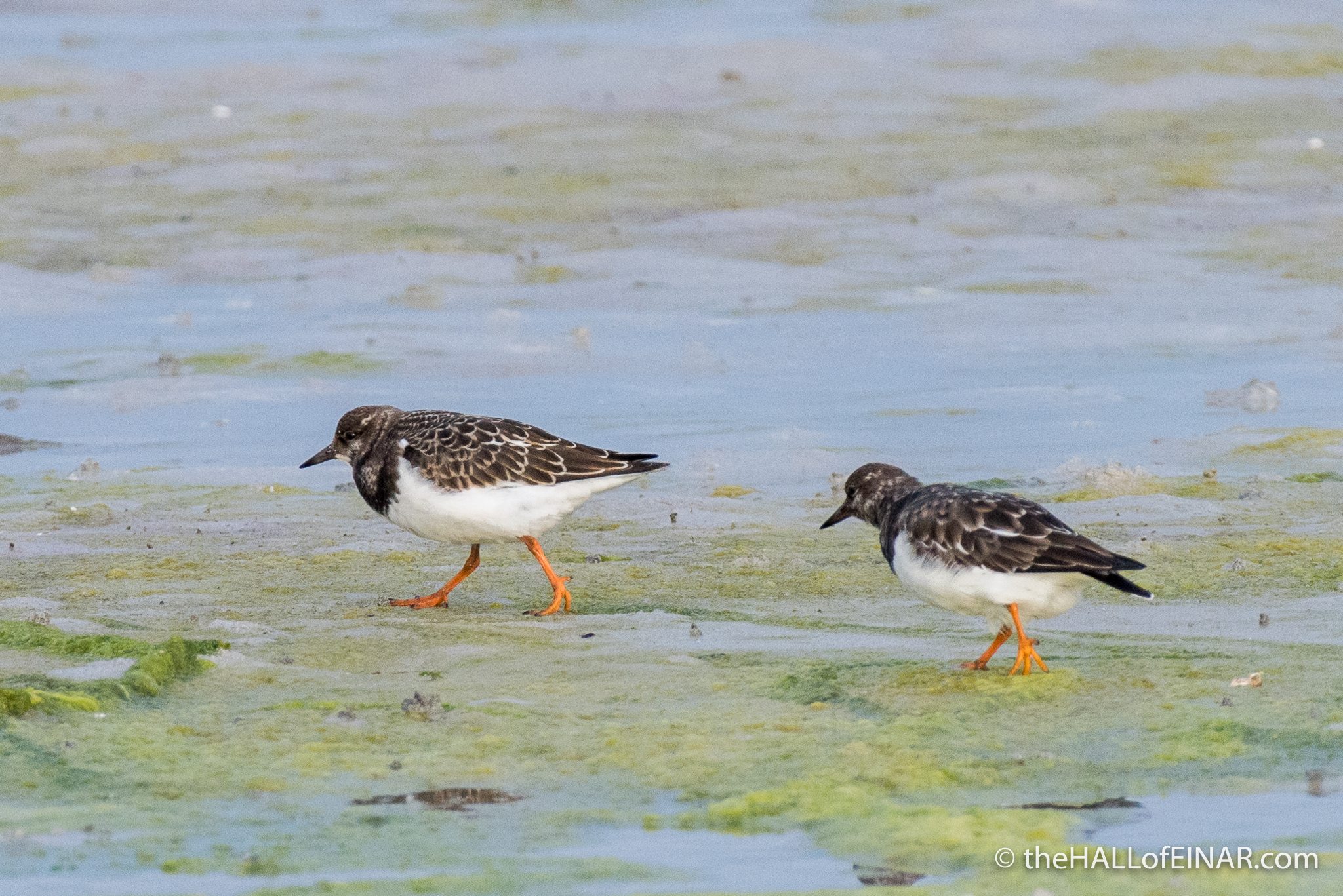 Turnstones - The Hall of Einar - photograph (c) David Bailey (not the)