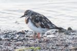 Turnstones - The Hall of Einar - photograph (c) David Bailey (not the)