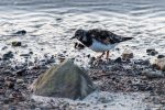 Turnstones - The Hall of Einar - photograph (c) David Bailey (not the)