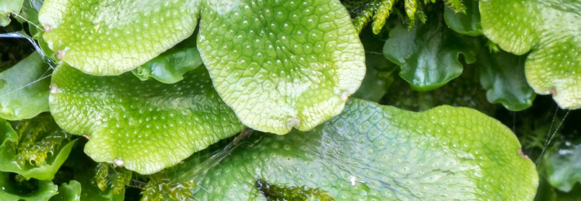 Liverwort - The Hall of Einar - photograph (c) David Bailey (not the)