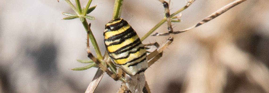 Wasp Spider - The Hall of Einar - photograph (c) David Bailey (not the)