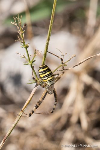 Wasp Spider - The Hall of Einar - photograph (c) David Bailey (not the)