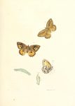 Papilios of Great Britain - The Hall of Einar