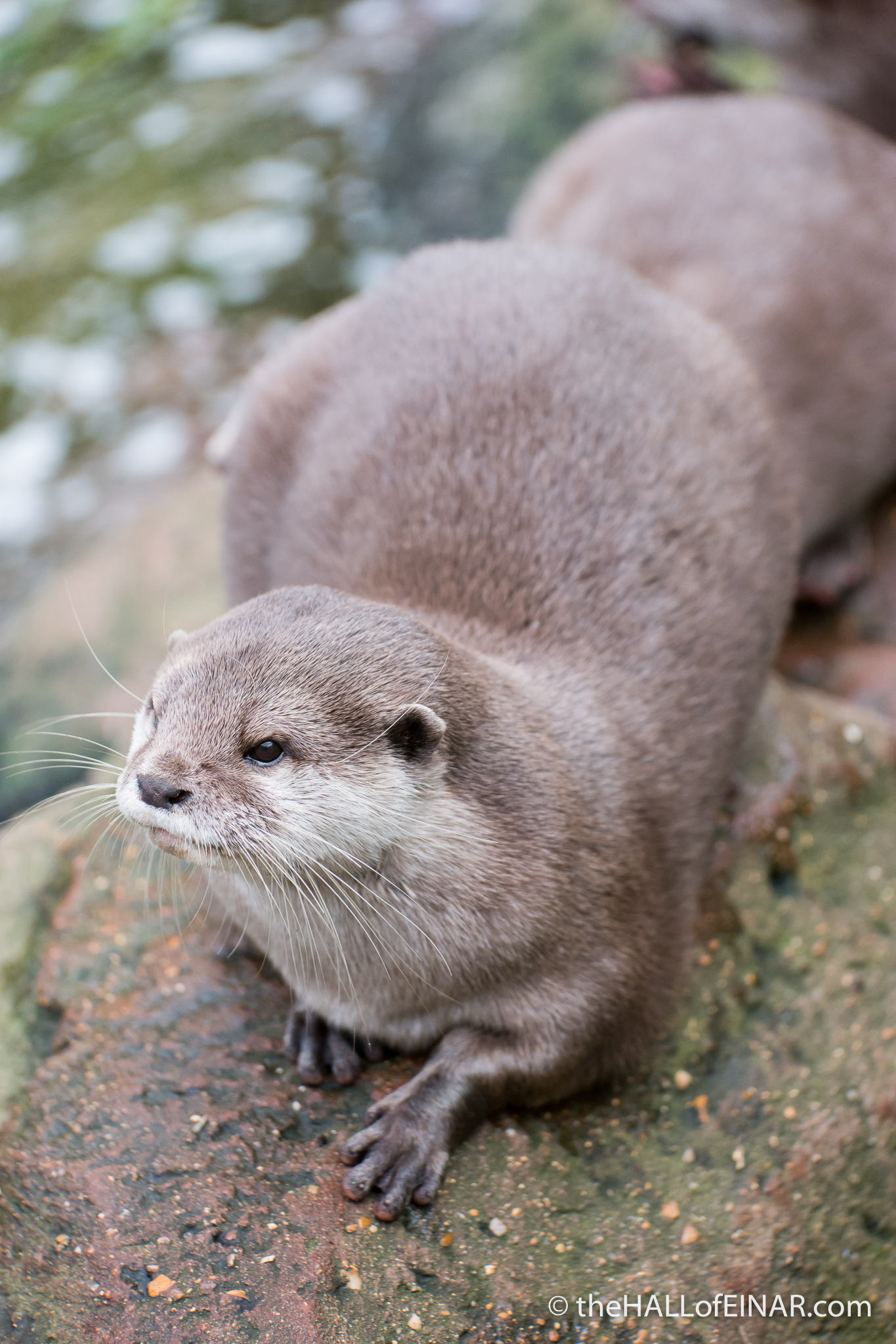 Asian Short Clawed Otter - The Hall of Einar - photograph (c) David Bailey (not the)