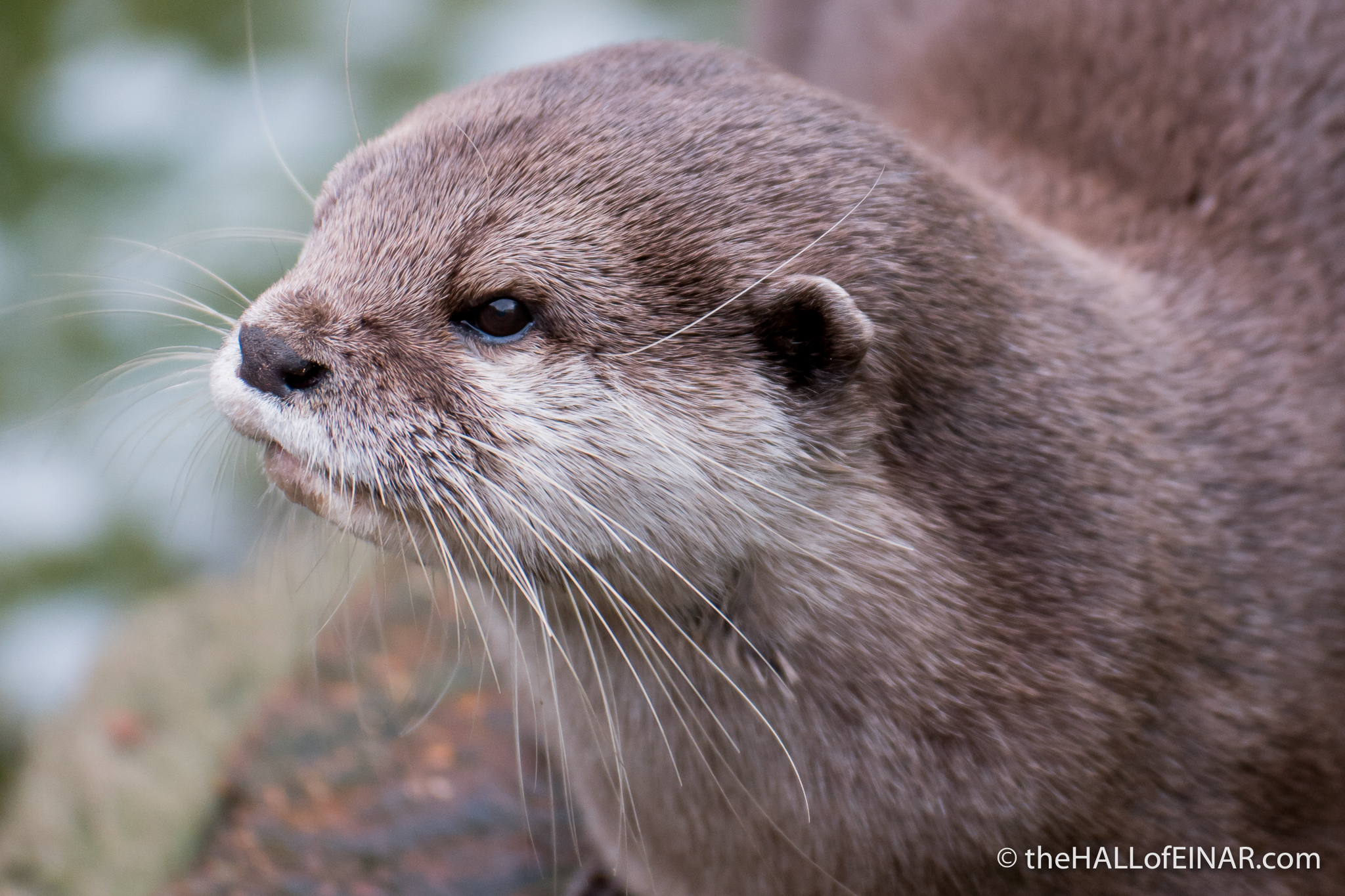 Asian Short Clawed Otter - The Hall of Einar - photograph (c) David Bailey (not the)