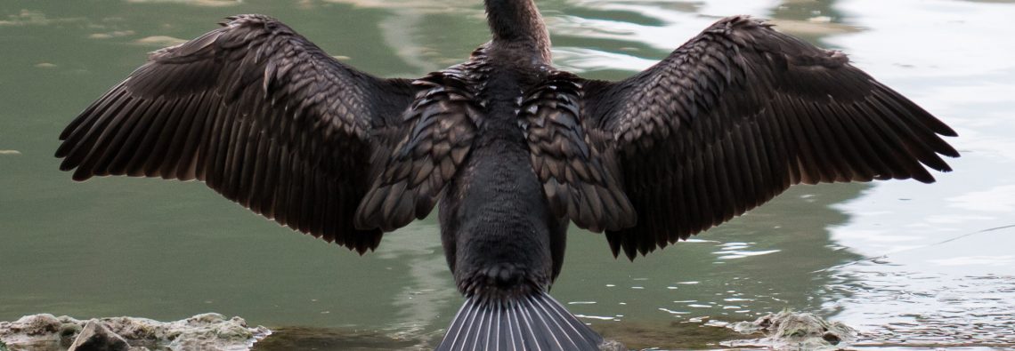 Common Cormorants - The Hall of Einar - photograph (c) David Bailey (not the)