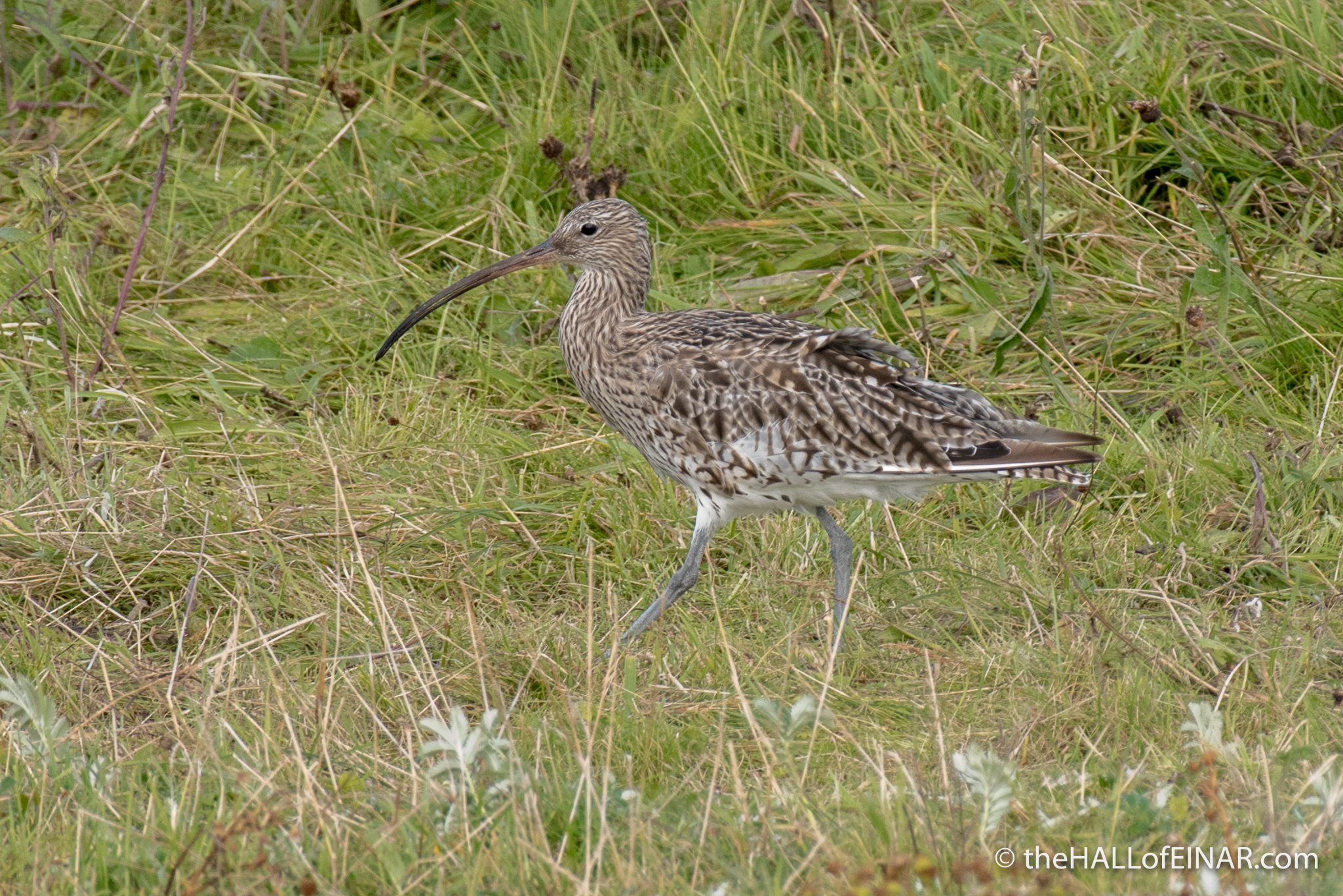 Curlew - The Hall of Einar - photograph (c) David Bailey (not the)