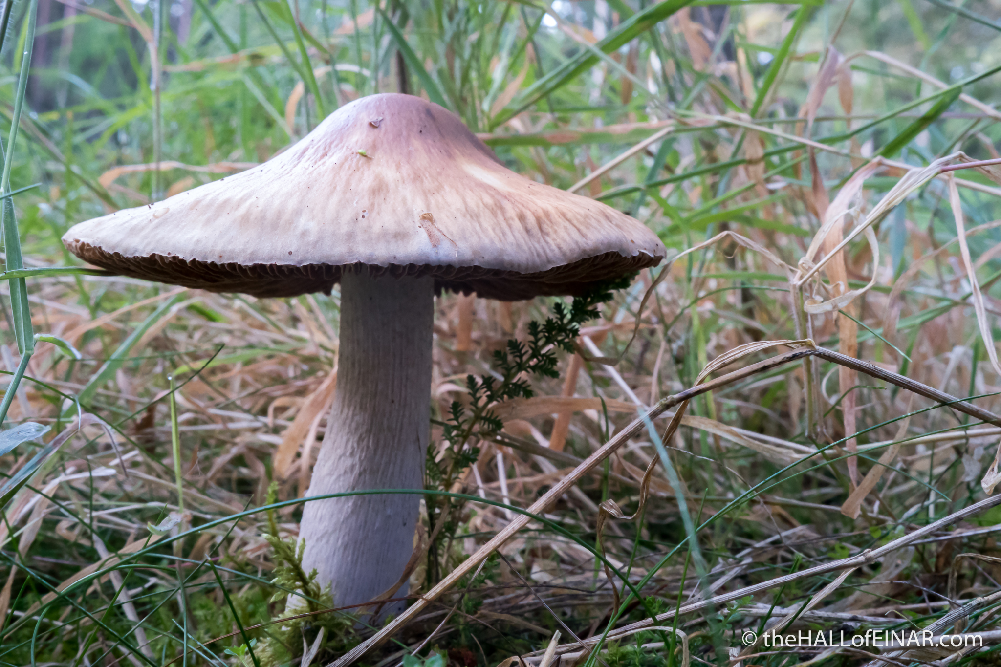 Fungi - The Hall of Einar - photograph (c) David Bailey (not the)