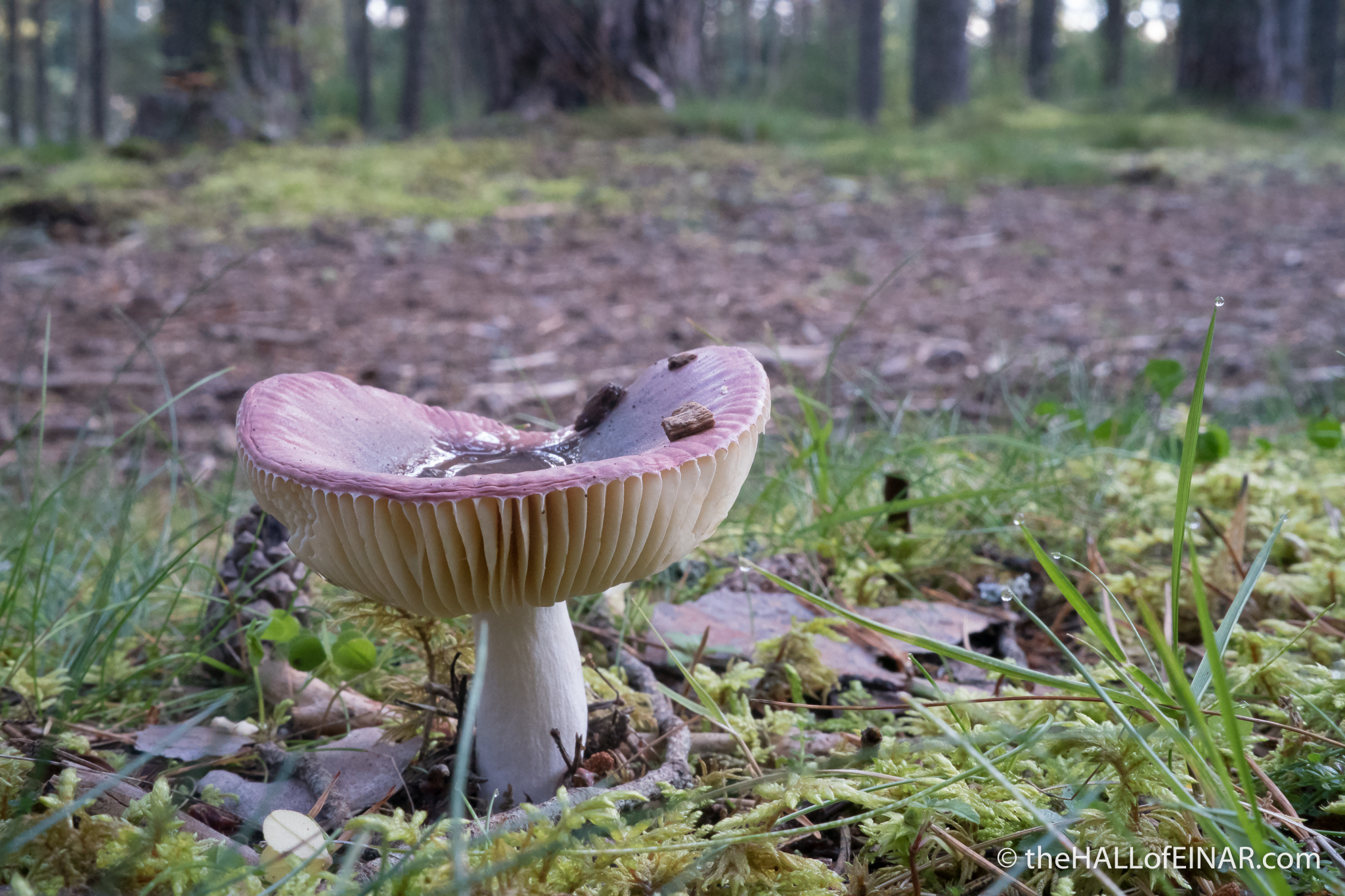 Fungi - The Hall of Einar - photograph (c) David Bailey (not the)