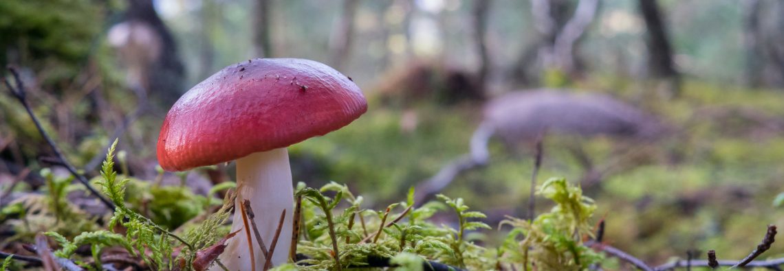 Fungi - The Hall of Einar - photograph (c) David Bailey (not the)