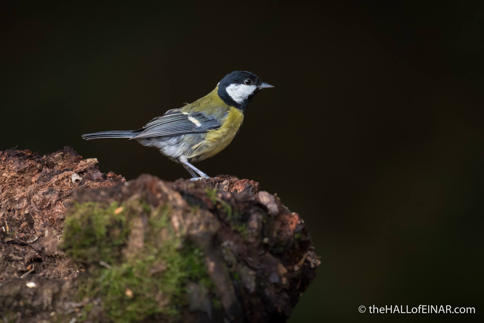 Great Tit - The Hall of Einar - photograph (c) 2016 David Bailey (not the)