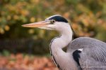 Grey Heron - The Hall of Einar - photograph (c) David Bailey (not the)