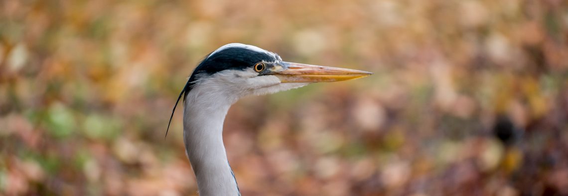 Grey Heron - The Hall of Einar - photograph (c) David Bailey (not the)