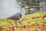 Grey Heron - The Hall of Einar - photograph (c) David Bailey (not the)