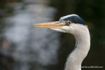 Grey Heron - The Hall of Einar - photograph (c) David Bailey (not the)