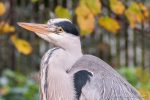 Grey Heron - The Hall of Einar - photograph (c) David Bailey (not the)