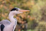 Grey Heron - The Hall of Einar - photograph (c) David Bailey (not the)