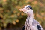 Grey Heron - The Hall of Einar - photograph (c) David Bailey (not the)