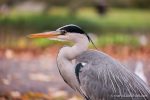 Grey Heron - The Hall of Einar - photograph (c) David Bailey (not the)