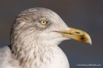 Herring Gull - The Hall of Einar - photograph (c) David Bailey (not the)