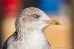 Herring Gull - The Hall of Einar - photograph (c) David Bailey (not the)