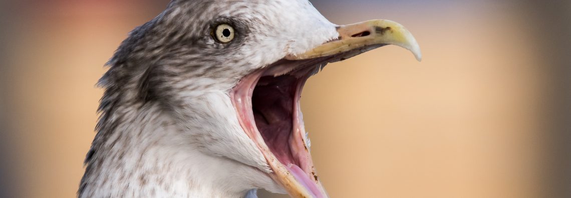 Herring Gull - The Hall of Einar - photograph (c) David Bailey (not the)