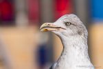 Herring Gull - The Hall of Einar - photograph (c) David Bailey (not the)