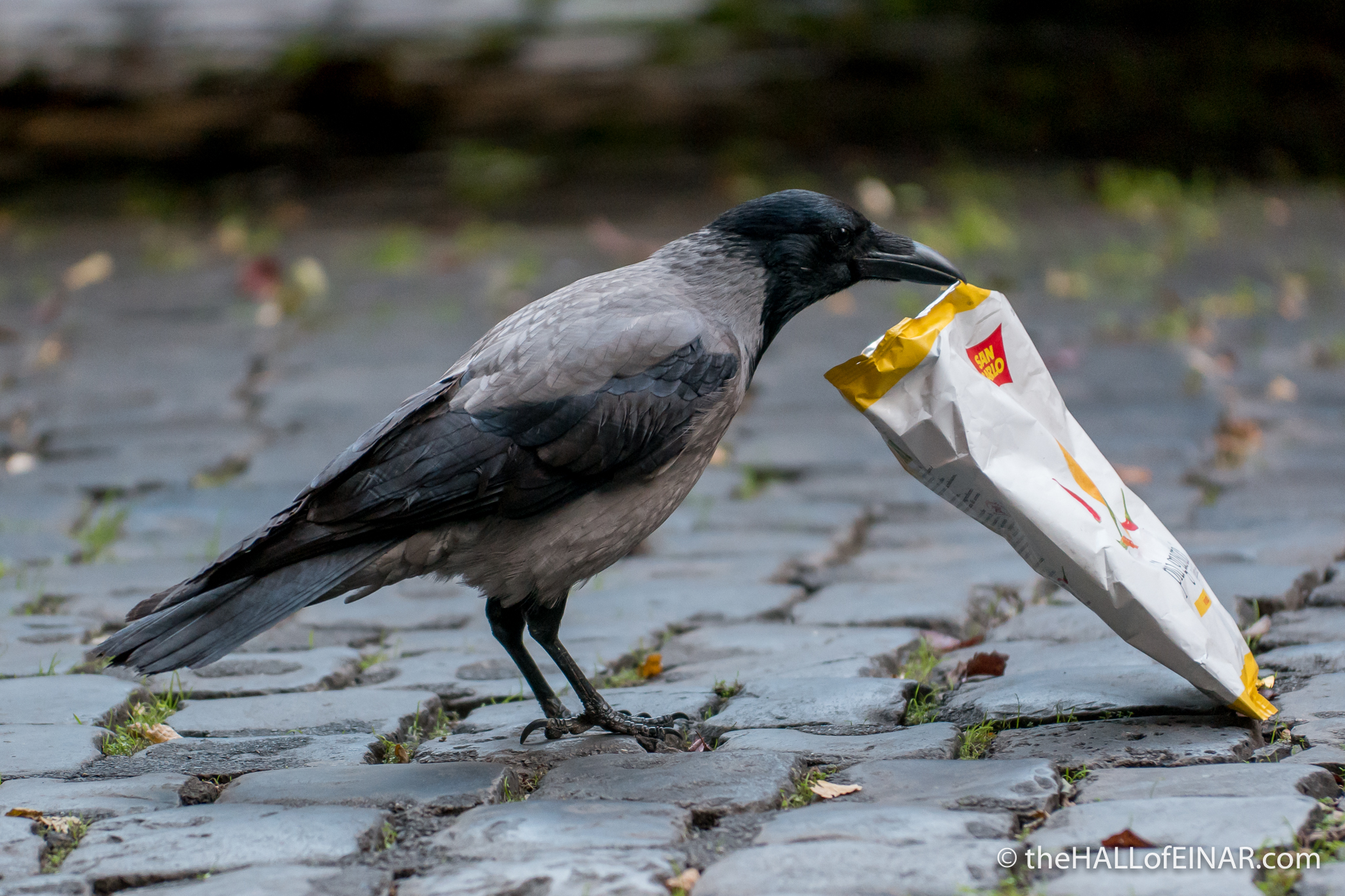 Hooded Crow - The Hall of Einar - photograph (c) David Bailey (not the)