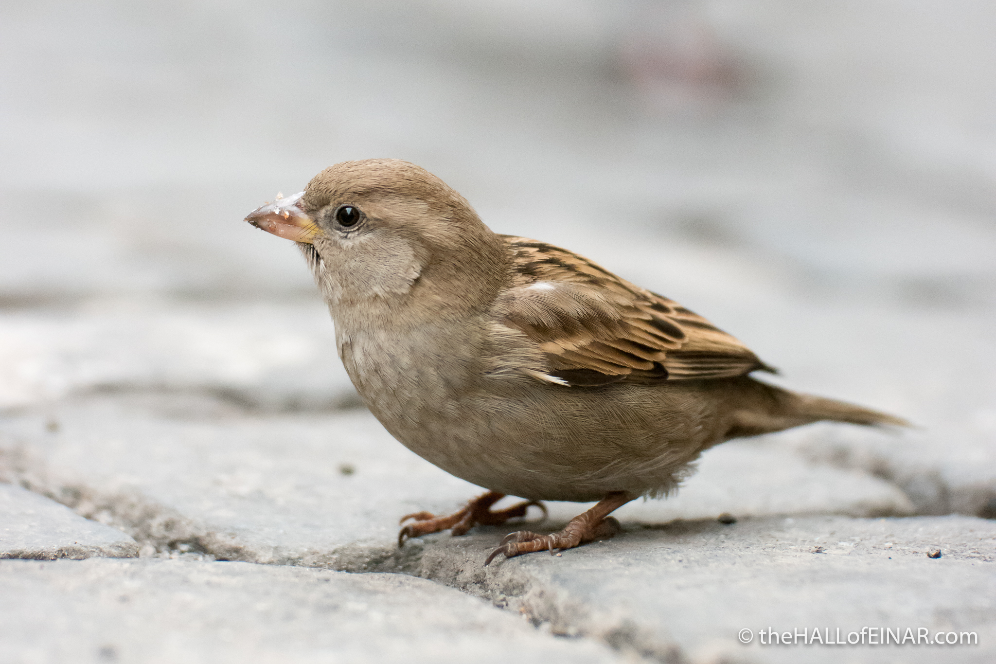 Italian Sparrows - The Hall of Einar - photograph (c) David Bailey (not the)