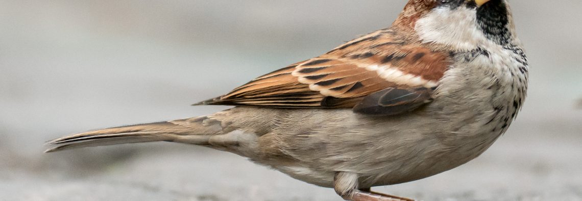 Italian Sparrows - The Hall of Einar - photograph (c) David Bailey (not the)