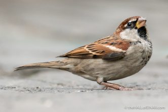 Italian Sparrows - The Hall of Einar - photograph (c) David Bailey (not the)