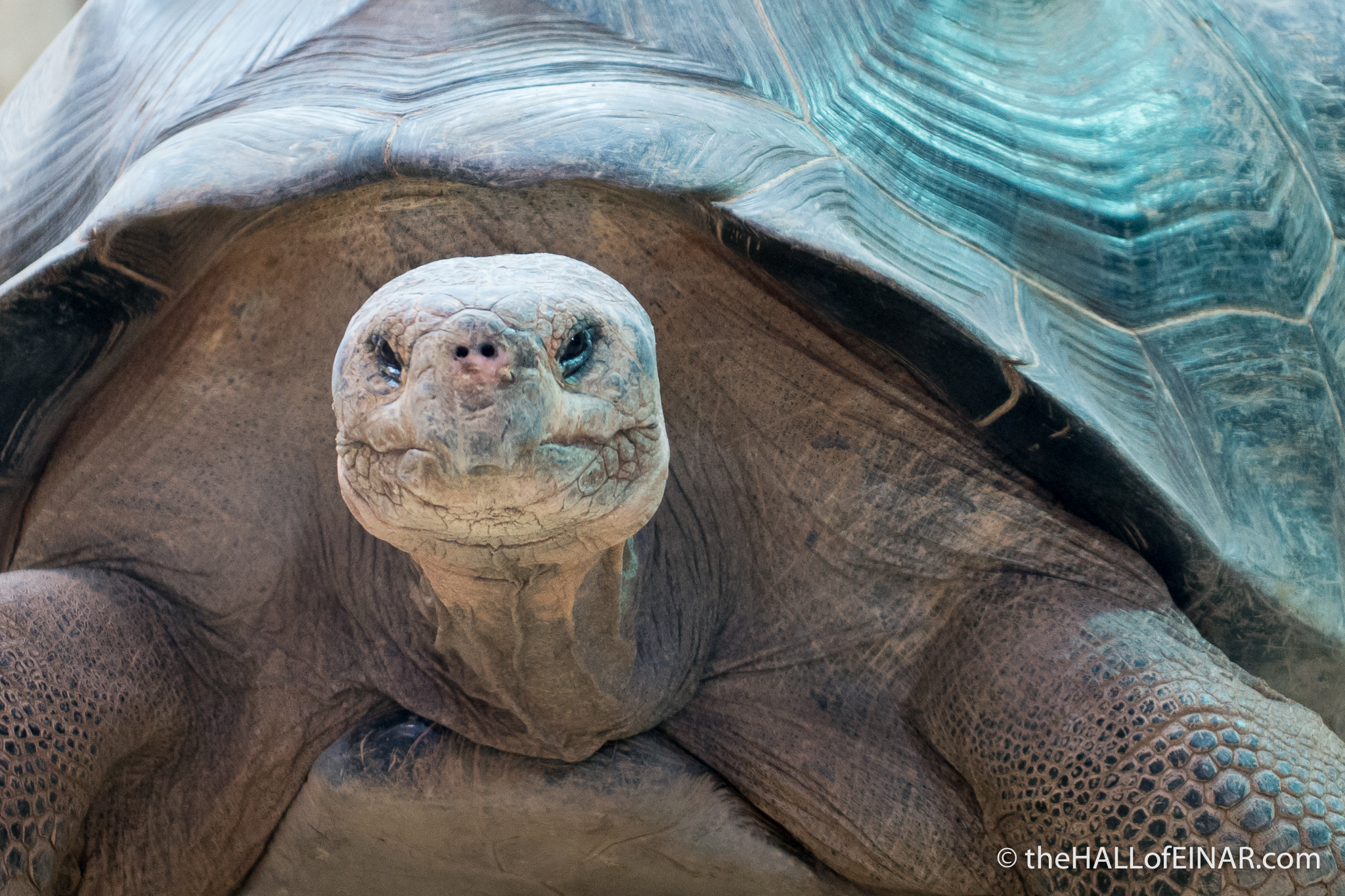 Galapagos Giant Tortoise - The Hall of Einar - photograph (c) David Bailey (not the)
