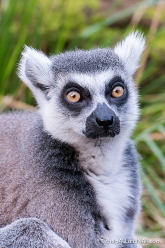 Ring Tailed Lemur - The Hall of Einar - photograph (c) David Bailey (not the)