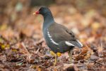 Moorhen - The Hall of Einar - photograph (c) David Bailey (not the)