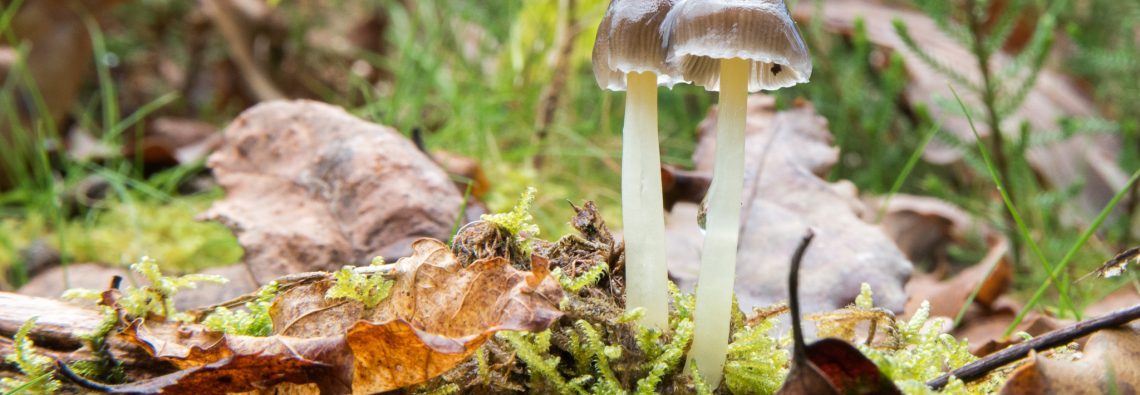 Mycena epipterygia - The Hall of Einar - photograph (c) David Bailey (not the)