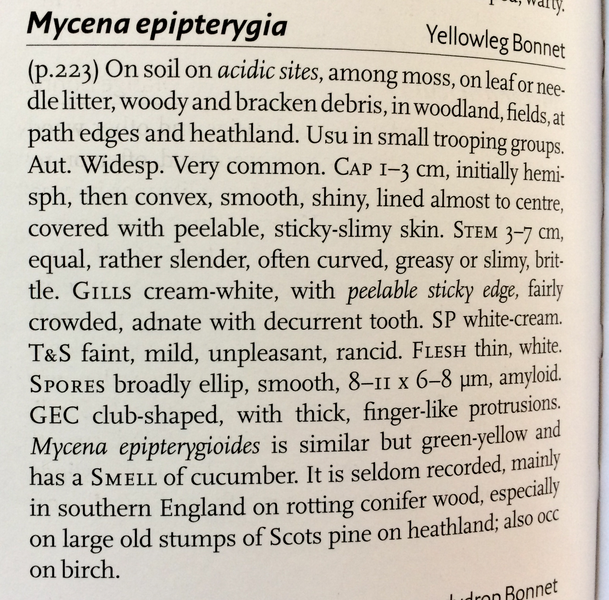 Mycena epipterygia - The Hall of Einar