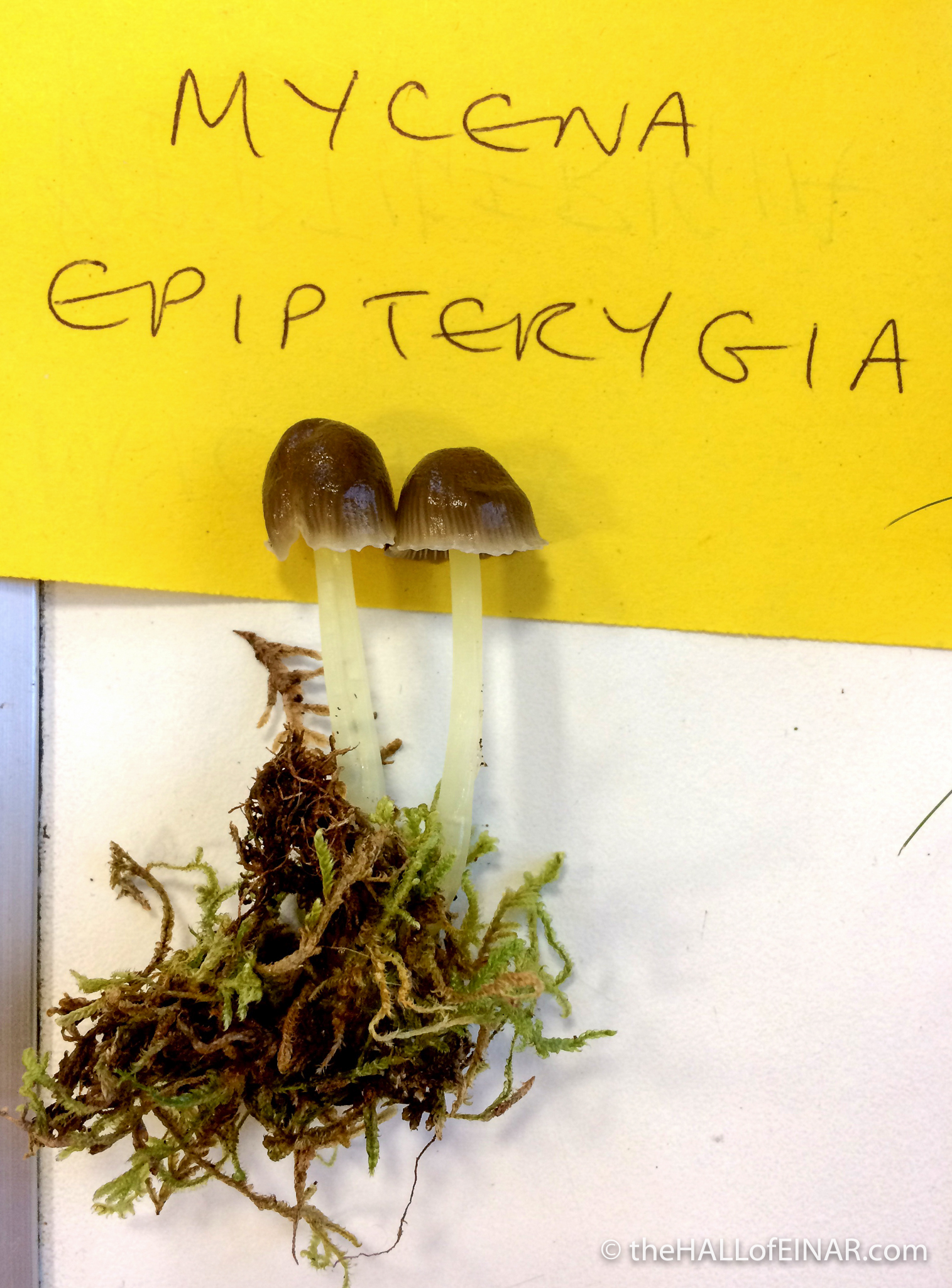 Mycena epipterygia - The Hall of Einar - photograph (c) David Bailey (not the)