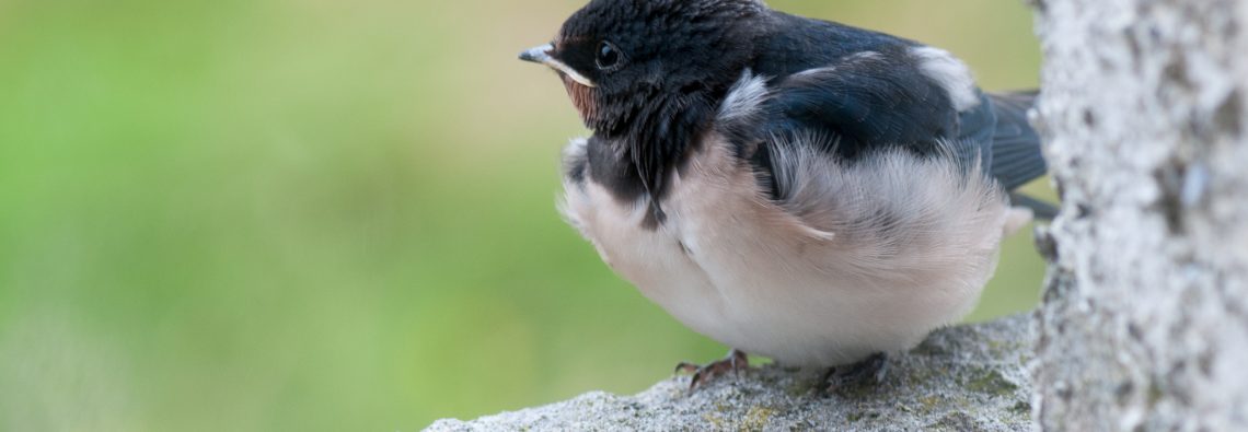 Fledging Swallow - The Hall of Einar - photograph (c) 2016 David Bailey (not the)