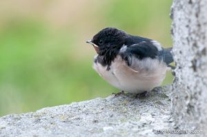 Fledging Swallow - The Hall of Einar - photograph (c) 2016 David Bailey (not the)