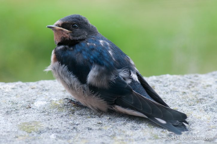Fledging Swallow - The Hall of Einar - photograph (c) 2016 David Bailey (not the)