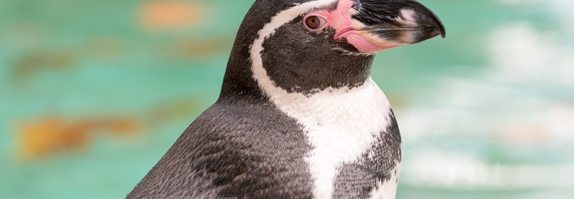 Penguin at London Zoo - The Hall of Einar - photograph (c) David Bailey (not the)