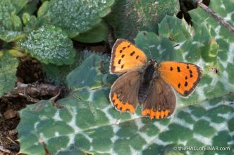 Small Copper - The Hall of Einar - photograph (c) David Bailey (not the)