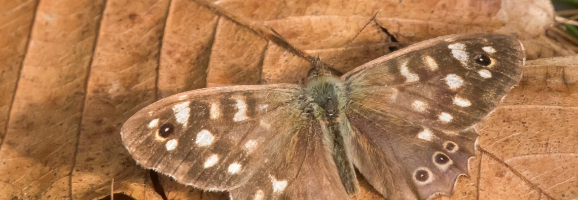 Speckled Wood - The Hall of Einar - photograph (c) David Bailey (not the)