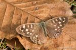 Speckled Wood - The Hall of Einar - photograph (c) David Bailey (not the)