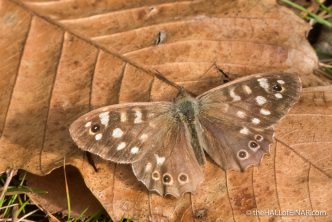 Speckled Wood - The Hall of Einar - photograph (c) David Bailey (not the)