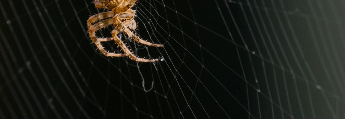 Garden Spider - The Hall of Einar - photograph (c) David Bailey (not the)